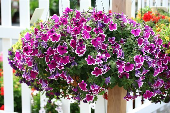 Wynford Elementary Spring Flower Sale